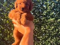 Dişi Red Brown toy poodle