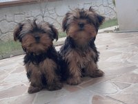 Oyuncu yorkshire terrier bebekler