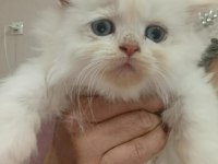 BEBİŞ KEDİLER BURDA BAKMADAN GEÇME