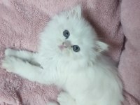 BRİTİSH LONGHAİR DİŞİ