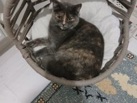 Dişi 7 aylık British Shorthair