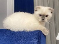 Scottish fold blue point yavru kedisi