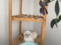 Scottish fold kedisi