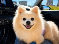 11 Aylık Dişi Pomeranian