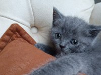Safkan orijinal british shorthair yavrularımız