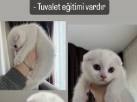 Dünyalar tatlısı Scottish Fold