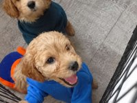Dişi Erkek Tuvalet Eğitimli Maltipoo Yavrular