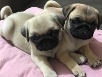 Pug mops yavrular