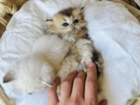Golden british longhair yavrusu