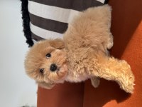Büyümeme garantili tüy dökmeyen maltipoo