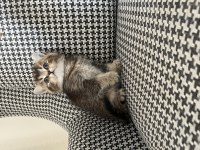 Özel renk british shorthair kediler dişi erkek mevcut