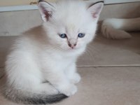 British shorthair beyaz pamuk gibi yavrular
