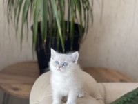 Sosyal British Shorthair Silver Point