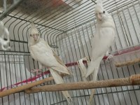 Albino takım sultan papağanı erkeği konuşur