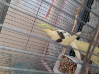 FULL EVCIL SULTAN BEBEK