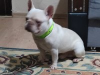 Lilac tan platinium french bulldog