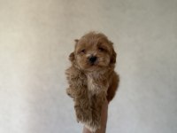 Dişi ve Teacup Erkek Kore Maltipoo Bebişler