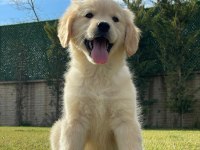 Golden Retriever Bebeklerimiz Üst Kalite