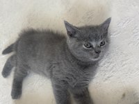 2 yavru ve annesi kedilerimiz sahiplendirilecektir