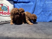 Profesyonel çiftlikden ziyarete açık kore toy poodle