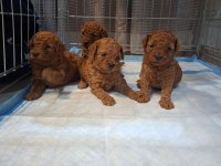 Toy Poodle Yavrular Sağlıklı Gelişim Özenli Bakım