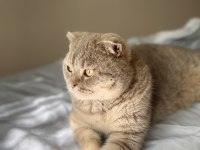 Scottish fold 3 yaşında