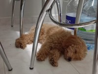 Yavru 3-4 aylık toy poodle