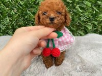Toy poodle bebekler