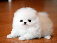 POMERANİAN BOO ERKEK DİŞİ YAVRULARIMIZ