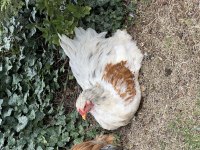 Brahma horozlarım sahiplendirilecek