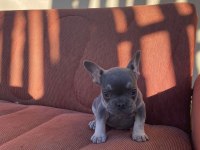MÜKEMMEL KALİTE BLUE TAN DİŞİ FRENCH BULLDOG