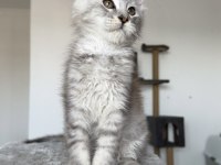 XXXL maine coon erkek wcf kayıtlı