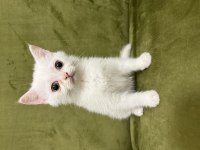 3 adet dişi british shorthair yavrumuz