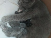 Scottish fold prenses yuva arıyor