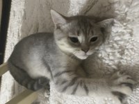 2 tane British shorthair yavrularımız