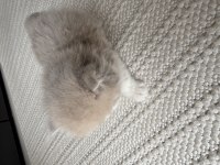 British longhair ny erkek yavru