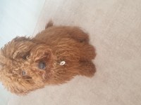 Poodle oğlumuza sıcak bir yuva arıyoruz