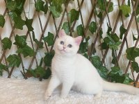 British Shorthair Golden Point Dişi Ny1233