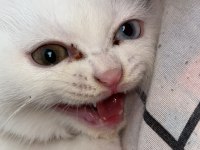 Scottish fold yavru kedimiz