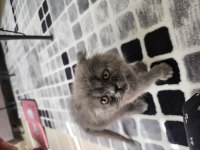 Scottish fold