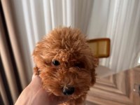 3 AYLIK ERKEK TOY POODLE