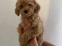 Maltipoo Bebekler