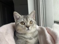ÖĞRENCİ OLDUĞUM İÇİN KEDİMİ SAHİPLENDİRİYORUM