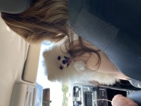 10 aylık dişi pomeranian