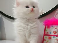 Muhteşem Chinchilla Güzellik