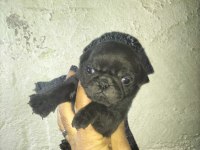 Pug Bebeklerimiz Yeni Ailelerini Bekliyor