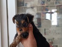 A kalite teacup kg garantili erkek yorkshire terrier yavru