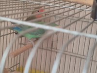 Sevda papağanı 3 aylık tam güzel bir yavru elle alışmaya