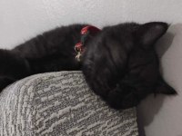 Black british shorthair