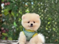 Orjinal sptiz olmayan pomeranian boo çocuklar